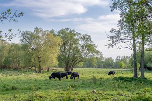 Spaziergang durch die Tiefwerder Wiesen