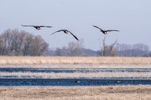 Beobachtungsturm Trentsee/Havel