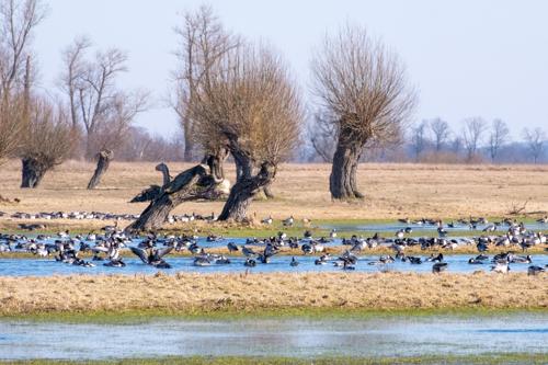 Weidendom Kuhlhausen