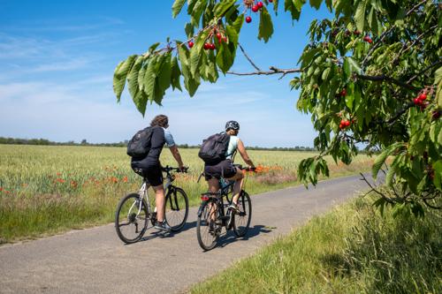 Havelradweg und Werderobst