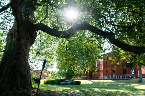 Alte Platanen Groß-Behnitz