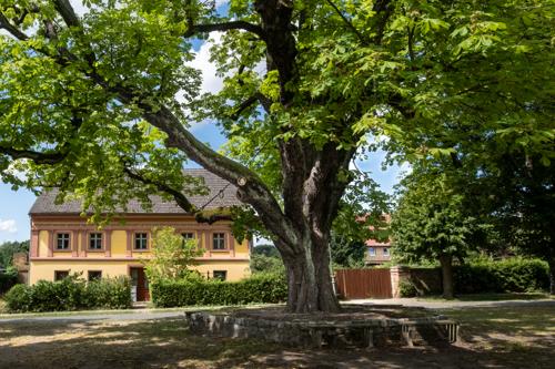 Alter Kastanienbaum Vehlefanz