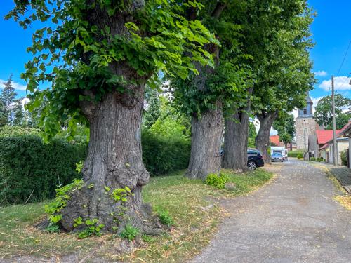 400 Jahre alte Linden