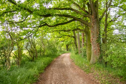 Bagower Heide und Riewendsee