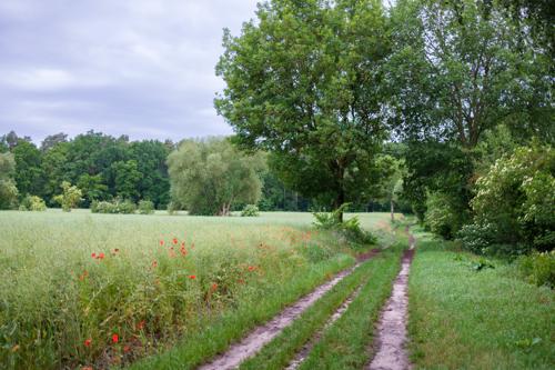 Rieselfelder und Gatower Feldflur