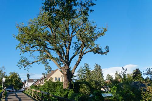 Stieleiche Tiefwerder