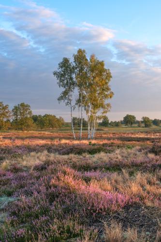 Sonnenaufgang in der Döberitzer Heide