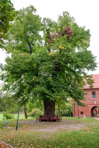Linde im Kloster Lehnin