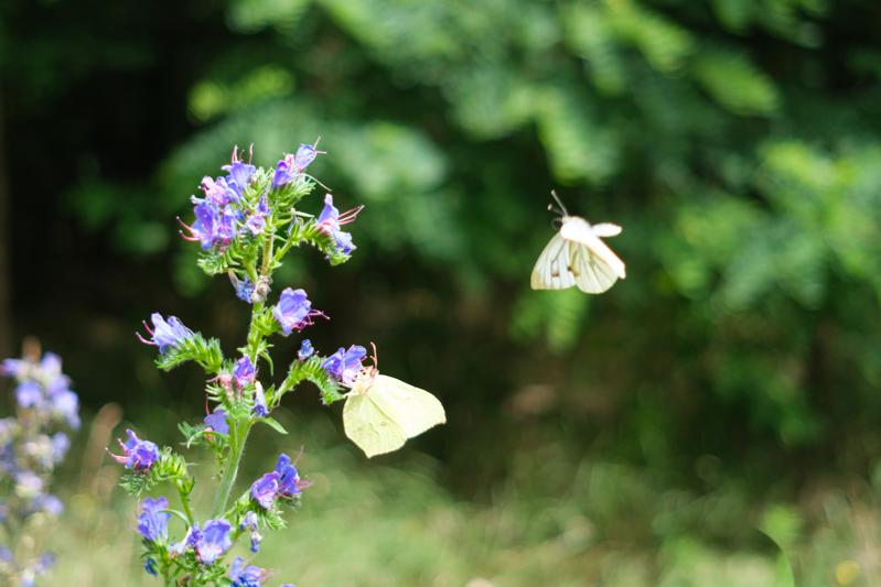 Kleine Kohlweißlinge