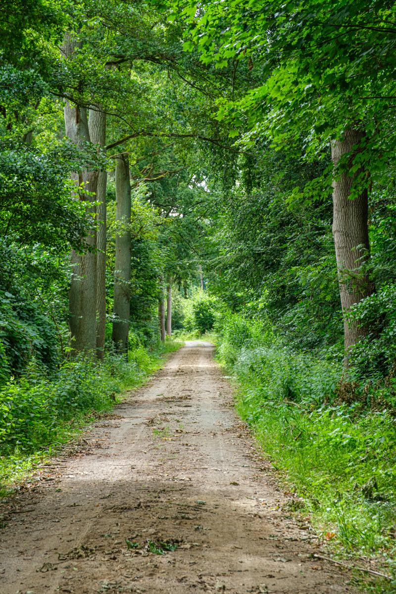 Waldweg im Gestütswald