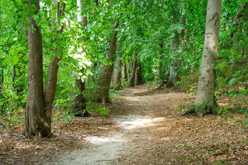 Wanderweg am Ostufer